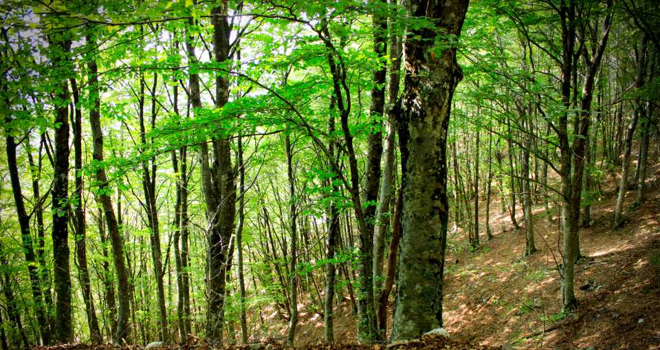 Foresta di faggi - Foto Wikipedia - Gabriele Altimari Foresta di faggi - Foto Wikipedia - Gabriele Altimari